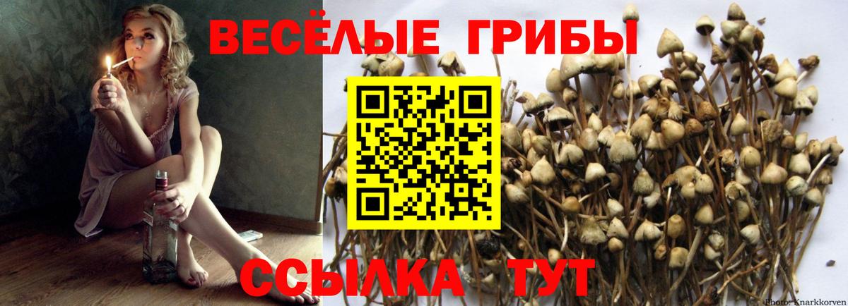 Псилоцибиновые грибы Psilocybe Саянск